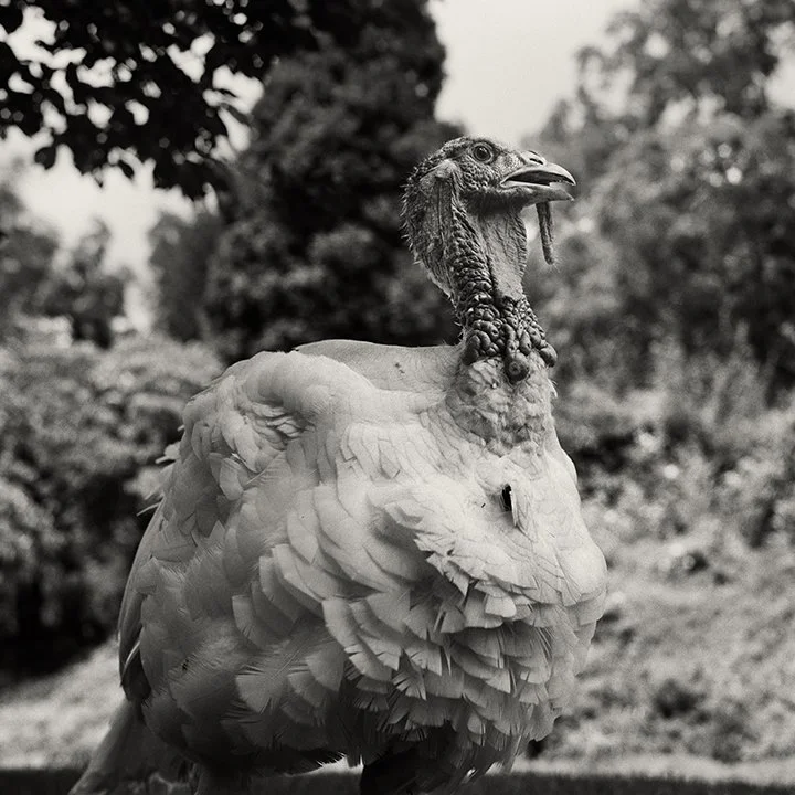 Peter Hujar: Eyes Open in the Dark | Raven Row — Musée Magazine